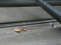 IMG_2232b.jpg