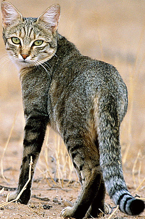 catDM2806_468x705-3.jpg